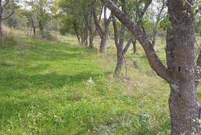 Teren extravilan 10.000 mp – Livadă de pruni, Dorolea (15 km de Bistrița) - 3