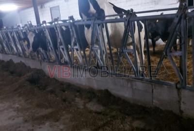 Ferma zootehnică funcțională, populată cu peste 200 capete bovine, aproape de Sâ - 7
