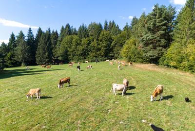 Teren intravilan 6800 mp, zona Lacuri Vulcan, Brașov - 14