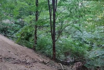 Padure de Fag 2 hectare - 5