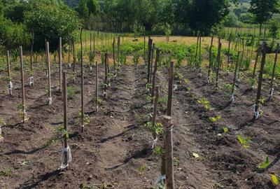 Casa 20 km de Bistrita 1400 mp teren - 14