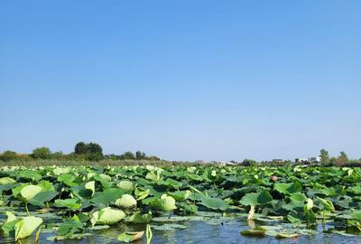 Teren agricol intravilan de 756 mp, în Izvorani