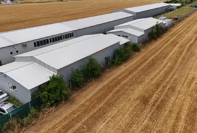 CIOLPANI, LOT 5.000 MP, HALE INDUSTRIALE! - 5