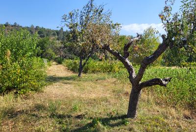 Casă de vânzare în mediul rural – liniște, natură și confort - 11