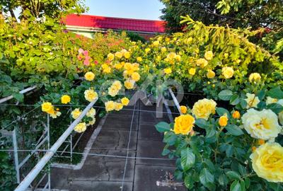Casă spațioasă cu livadă în Buziaș - 3