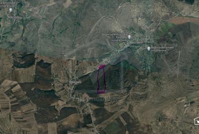 29.000 mp padure in Padureni (Chinteni), 100% material lemnos - 4