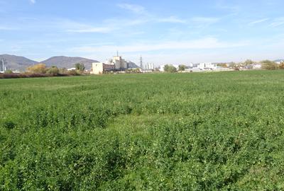 Vand teren intravilan in Deva suprafata totala 43 000 mp, zona Auchan - 5