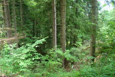 Proprietar vand teren in Predeal langa Complex Belvedere-Verona- Eden-comision 0 - 8