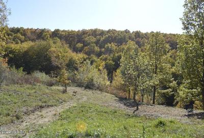 Topoloveni - Conacul Ion Mihalache, Domeniu pe 5 Hectare! - 58