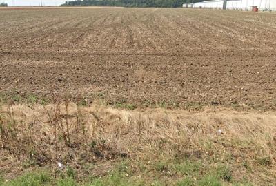 Teren agricol extravilan de 15521 mp, în Belciugatele