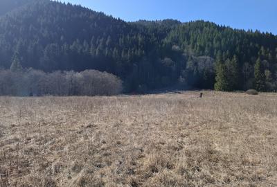 Teren Intravilan | Schitu Tarcău | 2089MP | Izvor | Platou - 5