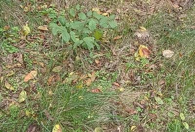 Renovata complet  2024 - 2500mp teren - 13