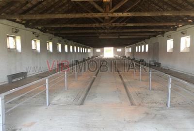 Ferma complet utilată – 30 ha teren comasat cu 11.500mp grajduri renovate Timiș - 11