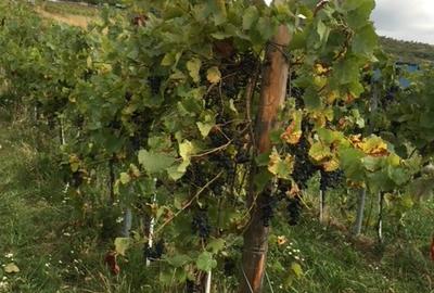 Teren agricol extravilan de 185746 mp, în Șiria