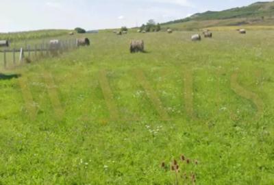 Teren Intravilan , Constructie Casa, Uriu , zona in plina dezvoltare - 4