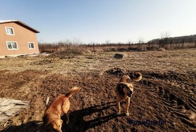 Silistea Snagovului teren intravilan 900 mp + 100 mp drum servitute - 4