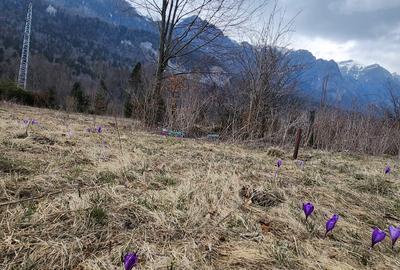 Teren 622 mp  in Sinaia - Zamora, priveliste peisagistică spre Bucegi! - 8