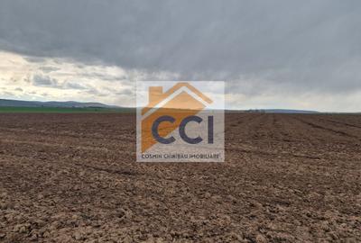 Teren 10,000mp Bacau / Strada Alexandru Safran - 12