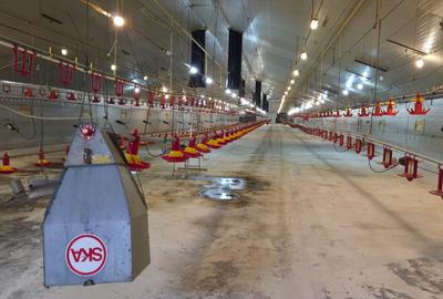 Ferma pasari- curci - 1