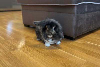 Luxuria Residence | Code MY032-02  |  620EUR+TVA - 1