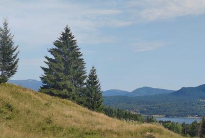 Teren Colibita - 2 hectare - acces direct din drumul 173 D - 1