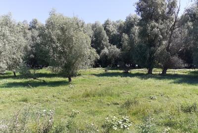 OCAZIE; teren MAHMUDIA 12euro/m.p. Suprafata 5000 m.p. Deschidere la Dunare 48m - 7