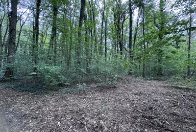 46644 mp teren in Padurea Baneasa proiect exclusivist - 8