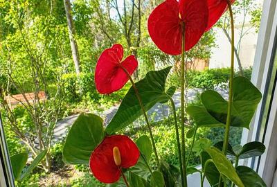 Apartament cu 3 camere, izolat termic, Dambu Pietros, Targu Mures - 3