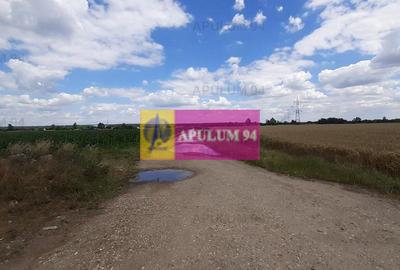 Teren 715mp în Snagov lângă Equestria - 6