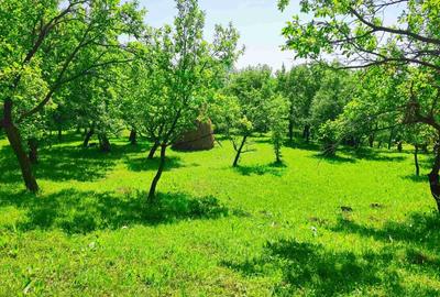 Teren intravilan Talea situat in mijlocul naturii ! - 4