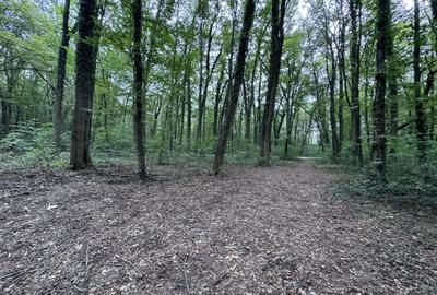46644 mp teren in Padurea Baneasa proiect exclusivist - 9
