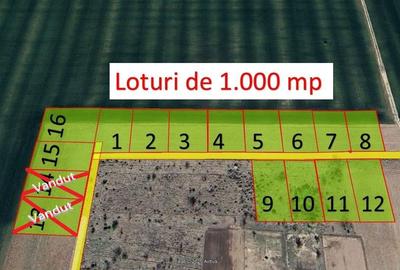 Loturi de casa -  1.000 mp intravilan - Strada Scolii - Ciolpani Ilfov - 2