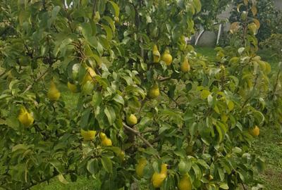Petresti - Corbeanca 4648 mp intravilan desch. 33 m, utilitati, acces asfaltat - 9