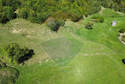 Teren 12,127mp Frasin / Drumul Forestier Valea Seacă - 3