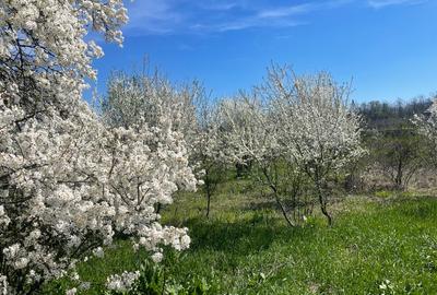 Proprietar vând teren intravilan în satul Runcu comuna  Dascalu - 12