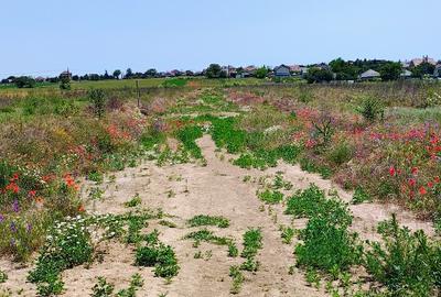 Intravilan 420m2 pe partea dreaptă - 6