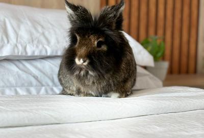 Apartament cu 5 camere decomandat, mobilat în Unirii