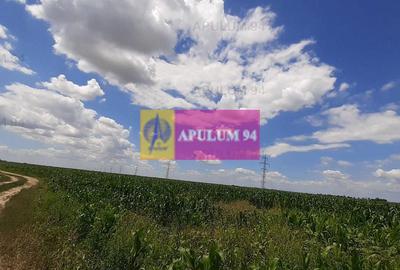 Teren 715mp în Snagov lângă Equestria - 57