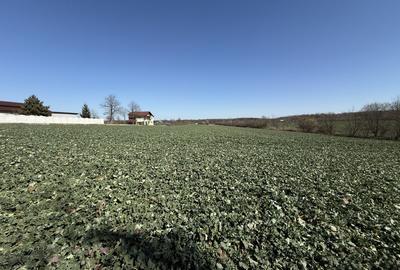 0% | Teren intravilan, 4563 mp, front 25 m, utilitati | Potigrafu PH - 7