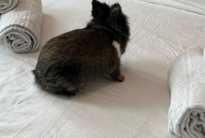 Garsonieră semidecomandată, mobilată în Calea Victoriei