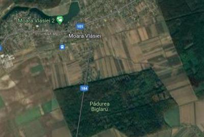 Teren de vanzare in Moara Vlasiei - 7170 mp - aproape de Padurea Biglaru - 1
