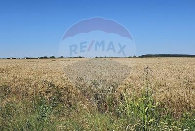 Teren agricol extravilan de 7742 mp, în Corbeanca