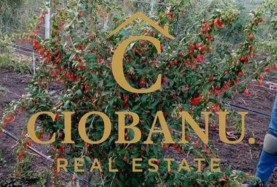 Teren intravilan cu PLANTATIE DE GOJII de vanzare in Racari - 21