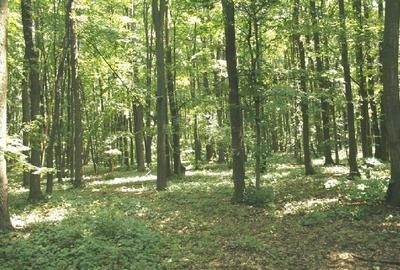 TUNARI, cu acces din Sos. de Centura, 187.000 mp teren - 4