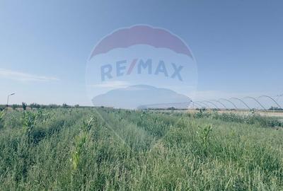 Teren agricol 16.750mp în Cârcea, imprejmuit, cultura capsuni, solarii - 5