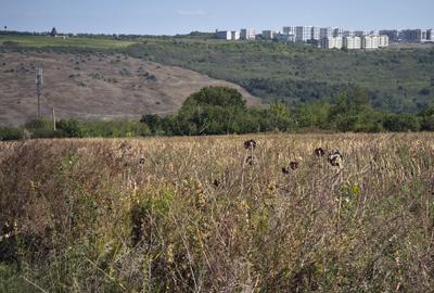 PACURARI-PLATOUL BELDIMAN, 980 MP , numai 42000 euro , ideal investitie - 3