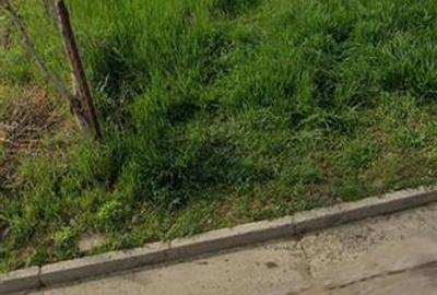 Valea Lupului pe str Victorie colt cu Str Soarelui TEREN 603mp intravilan - 2