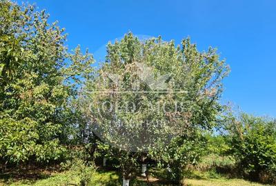 Vila Ialomita -Livedea lac - 16