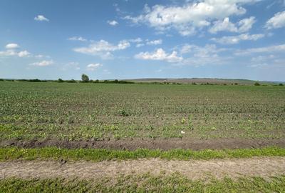 Teren 13.500 mp pentru dezvoltare in Sura Mica / jud. Sibiu - 6