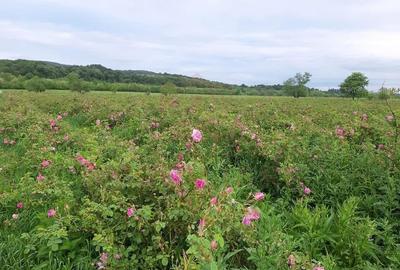TEREN CU PLANTAȚIE DE TRANDAFIRI ,,ROSA DAMASCENA,\ \CARANSEBEȘ\JUD.CS - 1